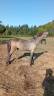 Veulen (ml) Camargue Te koop 2025 Wit