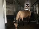 PRACHTIGE Andalousian Buckskin mare te koop