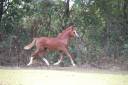 Veulen (vr) Welsh Pony (Section A) Te koop 2025 Vos ,  LUCKY CHARM CHERY
