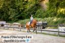 Ruin Lusitano Te koop 2019 Vos ,  EROS 