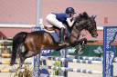 Merrie Duitse rijpony  Te leen 2015 Bruin / Bai