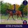Ruin Volbloed Te koop 2014 Donker bruin / bai