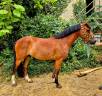 Ruin New Forest Te koop 2020 Donker bruin / bai