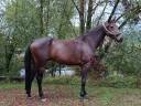 Ruin Belgisch sportpaard Te koop 2021 Donker bruin / bai ,  Grandorado TN