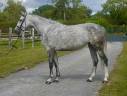 Merrie Zangersheide Te koop 2019 Schimmel ,  Continuum