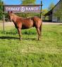 Ruin Quarter Horse Te koop 2021 Vos ,  AR ROCK STAR (5711564)