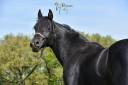 Levannte al Alsan  - Arabier 2017