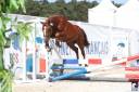 Hengst Franse rijpony PFS Te koop 2023 Koffie vos