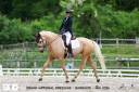 Ruin AES Anglo European Studbook Te koop 2021 Palomino