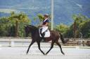 Merrie Lusitano Te koop 2019 Bruin / Bai