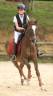 Ruin Franse rijpony PFS Te koop 2016 Donker bruin / bai ,  REQUIEM EN LOU MINEUR, PFS