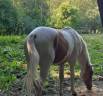 Veulen (ml) Palomino Te koop 2024 Bont