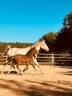 Dekhengst Franse rijpony PFS Te koop 2025 Isabel ,  L'ancelot du ménage