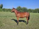 Merrie New Forest Te koop 2024 Donker bruin / bai ,  L'ancelot du ménage