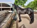 Hengst Fries Te koop 2018 Zwart ,  Feico (nld) fri