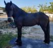 Hengst Fries Te koop 2019 Zwart ,  Feico (nld) fri