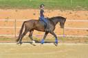 Ruin KWPN Nederlands sportpaard Te koop 2018 Donker bruin / bai ,  FLYNN