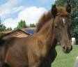Veulen (ml) New Forest Te koop 2025 Koffie vos ,  KENNEDY Bournon Bell