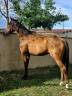 Ruin Franse draver  Te koop 2020 Donker bruin / bai