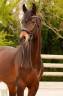 Ruin Westphalian Te koop 2016 Donker bruin / bai ,  APACHE (NLD)