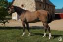 Ruin Quarter Horse Te koop 2023 Wildkleur ,  MAGIC BLACK ANTINORI (Q5342446)