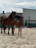 Veulen (ml) Franse rijpony PFS Te koop 2025 Donker bruin / bai ,  Kracker Le Courtal