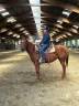 Merrie Quarter Horse Te koop 2021 Vos ,  AR ROCK STAR