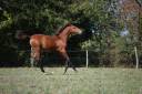Veulen (vr) Lusitano Te koop 2025 Donker bruin / bai ,  Pablo du chalet