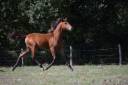 Veulen (vr) Lusitano Te koop 2025 Donker bruin / bai ,  Pablo du chalet