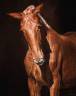 Veulen (vr) Lusitano Te koop 2024 Vos ,  Ouro JCL