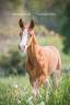Veulen (ml) Lusitano Te koop 2023 Vos ,  Ouro JCL