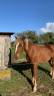 Merrie Franse rijpony PFS Te koop 2021 Lichte manen en staart