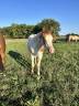 Veulen (vr) Paint Horse Te koop 2025 Tovero ,  Power Double Chex