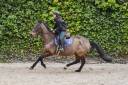 Merrie Franse draver  Te koop 2011 Donker bruin / bai