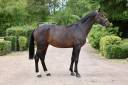 Hengst Holsteiner Te koop 2020 Donker bruin / bai ,  Q-OXFORED QUALITY