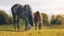 Terrein Koop Gironde
