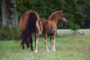 Veulen (ml) New Forest Te koop 2025 Koffie vos ,  Birkilds Balboa