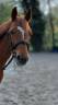 Merrie Franse rijpony PFS Te koop 2014 Vos