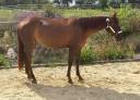 Merrie Quarter Horse Te koop 2023 Koffie vos ,  Lil Joe Cash