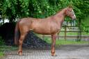 Merrie Zangersheide Te koop 2019 Vos ,  HIGH BIG ANDI K