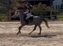 Merrie Franse rijpony PFS Te koop 2020 Schimmel