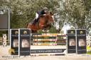 Ruin Andere paarden rassen Te koop 2018 Donker bruin / bai