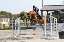 Ruin Franse rijpony PFS Te koop 2015 Vos