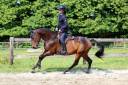 Ruin Franse rijpony PFS Te koop 2012 Bruin / Bai ,  TINOTAUROS DE FLORYS