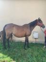 Draagmerrie Volbloed Te koop 2011 Donker bruin / bai ,  Spirit One
