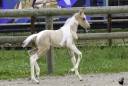 Veulen (ml) Welsh Partbred Te koop 2025 Bont ,  KEIZERSKROON EDISON