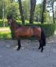 Ruin Franse rijpony PFS Te koop 2021 Bruin / Bai ,  MOVIE STAR TILIA PFS