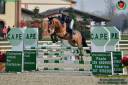 Ruin Franse rijpony PFS Te koop 2014 Donker bruin / bai