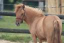 Veulen (vr) Shetland Te koop 2024 Wildkleur ,  HIP HIP HIP DES ISLES