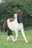 Veulen (vr) Shetland Te koop 2025 Bont ,  Fly dream des isles